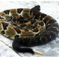 The World of the Timber Rattlesnake  (2026) - logo